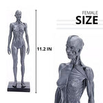 Load image into Gallery viewer, Male&amp;Female Human Anatomy Figure Ecorche and Skin Model Lab Supplies, Anatomical Reference for Artists (Gray)
