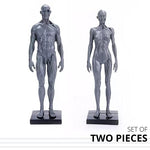 Load image into Gallery viewer, Male&amp;Female Human Anatomy Figure Ecorche and Skin Model Lab Supplies, Anatomical Reference for Artists (Gray)
