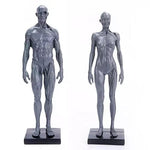 Load image into Gallery viewer, Male&amp;Female Human Anatomy Figure Ecorche and Skin Model Lab Supplies, Anatomical Reference for Artists (Gray)
