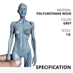 Load image into Gallery viewer, Male&amp;Female Human Anatomy Figure Ecorche and Skin Model Lab Supplies, Anatomical Reference for Artists (Gray)
