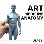 Load image into Gallery viewer, Male&amp;Female Human Anatomy Figure Ecorche and Skin Model Lab Supplies, Anatomical Reference for Artists (Gray)
