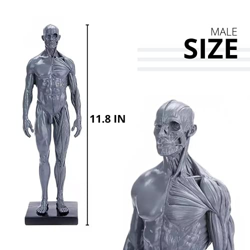 Male&Female Human Anatomy Figure Ecorche and Skin Model Lab Supplies, Anatomical Reference for Artists (Gray)