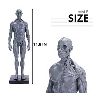 Male&Female Human Anatomy Figure Ecorche and Skin Model Lab Supplies, Anatomical Reference for Artists (Gray)